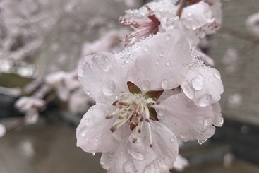 杏花春雨