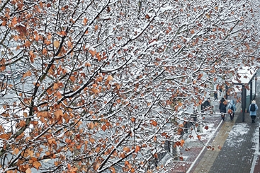 雪后