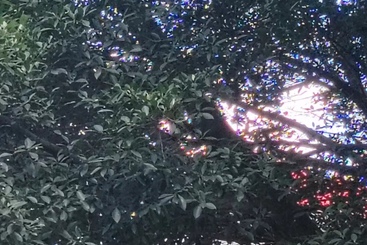 《彩》