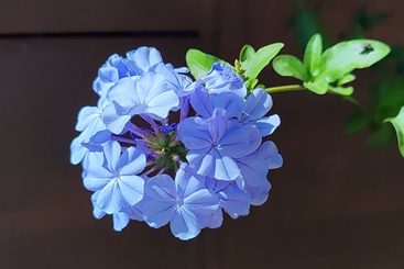 《花》
