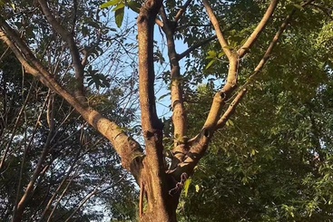 仰树