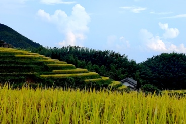 田园风光
