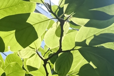 新绿——生活明朗，万物可爱