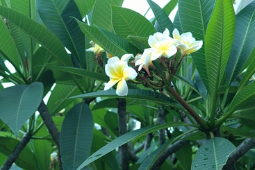 鸡蛋花