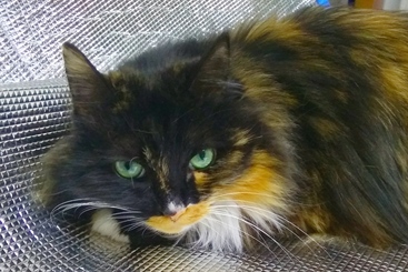 猫