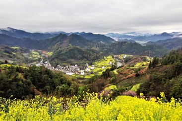 《油菜花香》