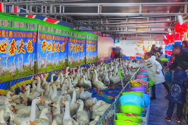 《新春套大鹅》