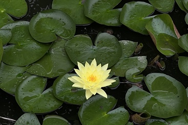 小池清荷
