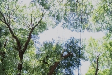 《夏日  暖阳  蓝天  绿树》
