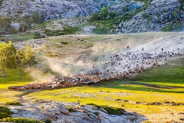 《阿勒泰，夏季转场，生生不息》