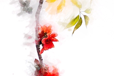 《木棉花开》
