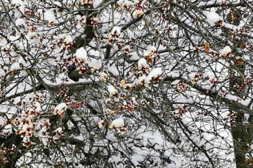 《春雪挂枝头》