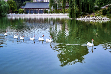 《水上编队》