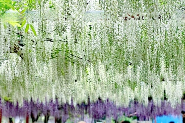 紫藤似瀑