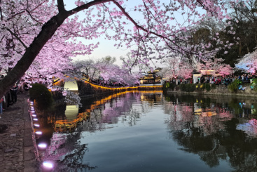 夜赏樱花