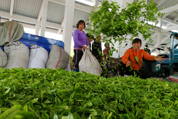 快乐的茶贩