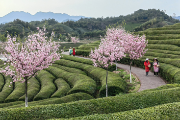 采茶归来