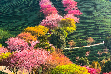 茶山春色
