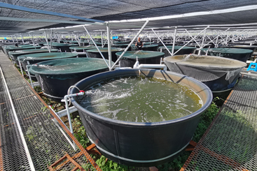 智慧养鱼助农增收