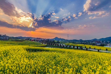《油菜花开幸福来》