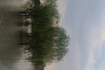 云映霞树