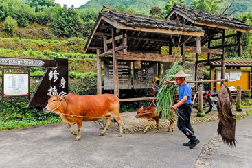 《牧归》
