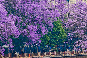云南浪漫蓝花楹