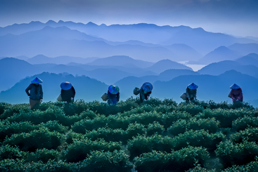 《绿水青山采茶忙》