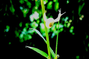 蜗牛戏珠