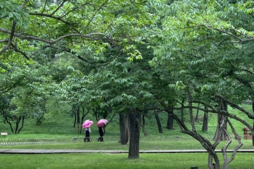 小雨漫步