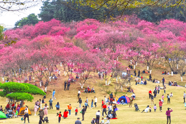 《樱花烂漫》