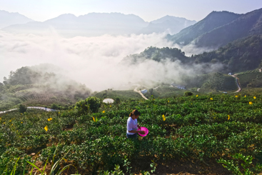 《高山采茶》