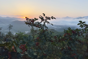 《椒香秦岭》