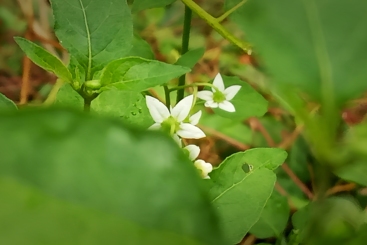 又见繁花