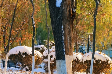 雪与树