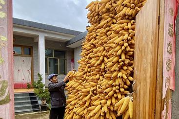 农家院里的丰收