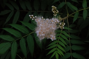 一枝珍珠梅