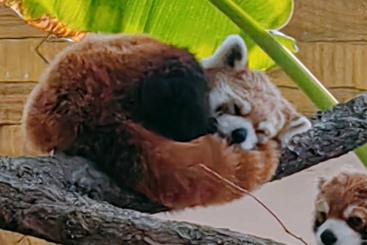 小熊猫