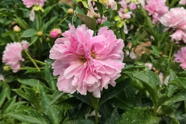 并蒂粉芍药