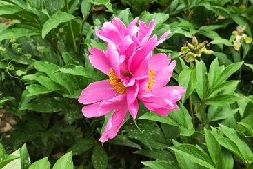 并蒂红芍药