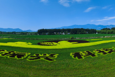 艺术农田好风光