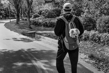 背着爱犬去旅行