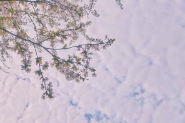 《春花》
