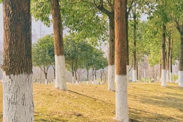 《林间光影》