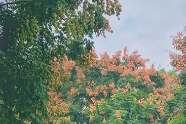 《秋日栾树》