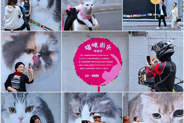 猫咪街头