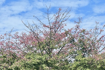 蓝天与树