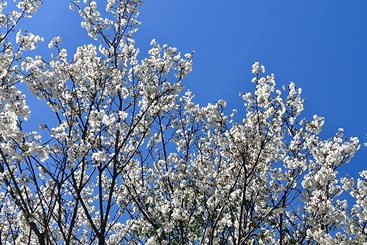 花开