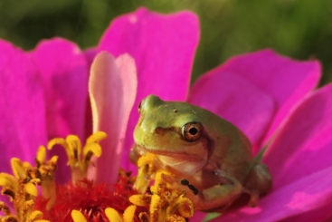虎踞