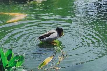 春江水暖鸭先知